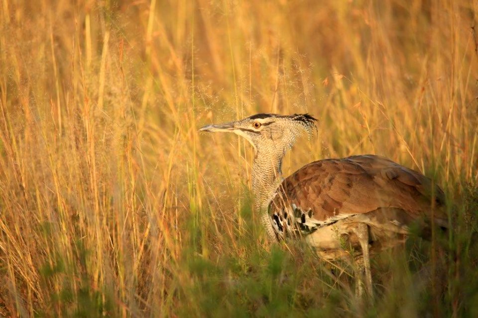 Kori Bustard (1)