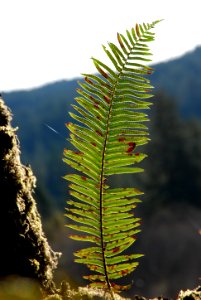 ferns sori pinna frond hoh rainforest d archuleta march 05 2015