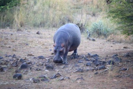 Hippo (2)