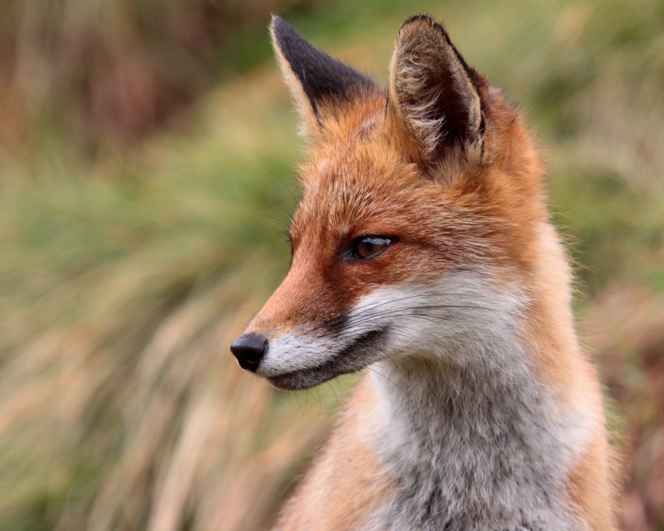 Vulpes vulpes