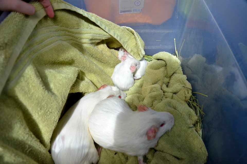 Guinea pig transport hub