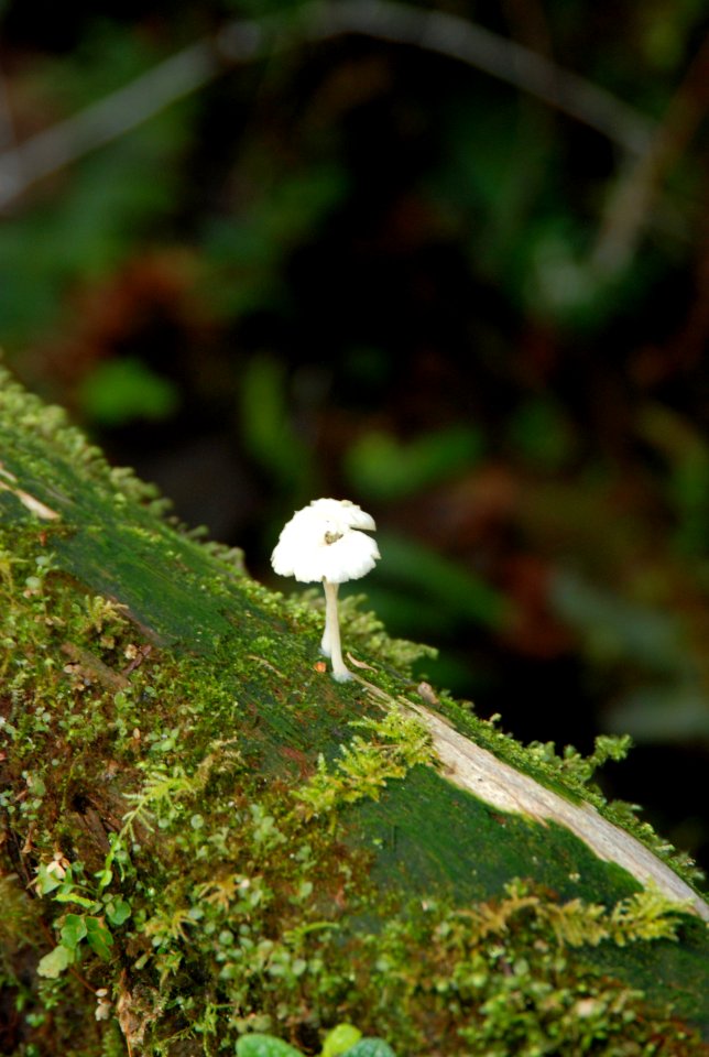 small white mushrooms quinault rainforest c bubar march 05 2015