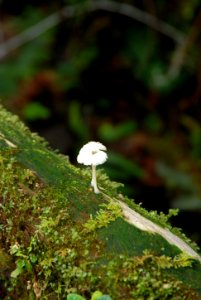 small white mushrooms quinault rainforest c bubar march 05 2015 photo