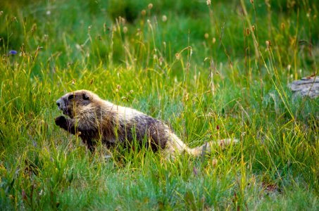 Animal mammal marmot waving NPS Photo