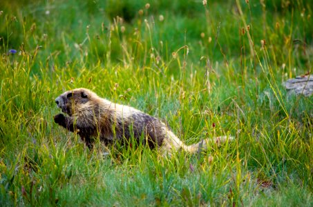 Animal mammal marmot waving NPS Photo photo