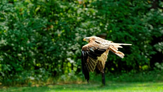 Wildpark