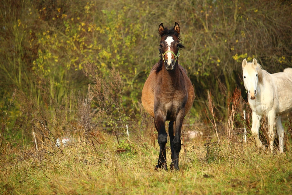 Pasture autumn rolling