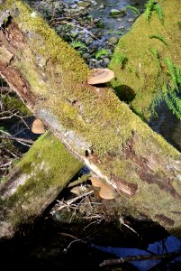 four shelf mushrooms polypores quinault rainforest c bubar march 05 2015
