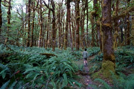 visitor person walking graves creek nature trail wuinault rainforest d archuleta 2015