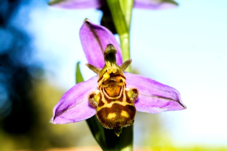 orchidee sauvage photo