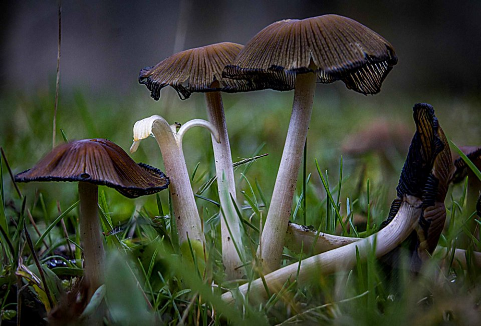champignons d'hiver