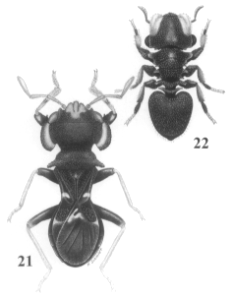 Cephalocattarus waorani Slater & Henry 2000 ♂ (Hemiptera Geocoridæ Pamphantinæ Cattarini); Cephalotes pavonii (Latreille 1809) ☿ (Hymenoptera Formicidæ Myrmicinæ Attini)