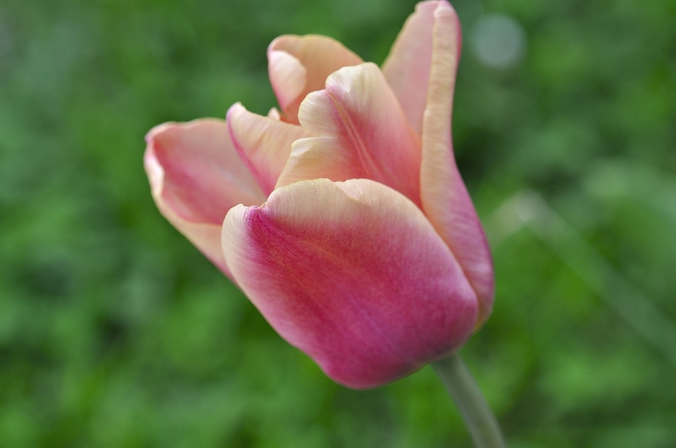 Schnittblume spring flower garden
