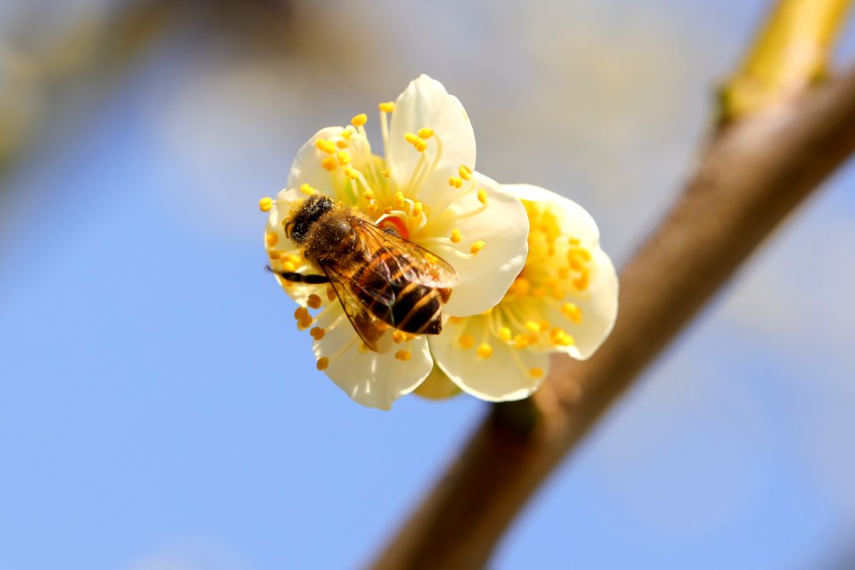 Japan OSAKA Bee in the大阪城公園