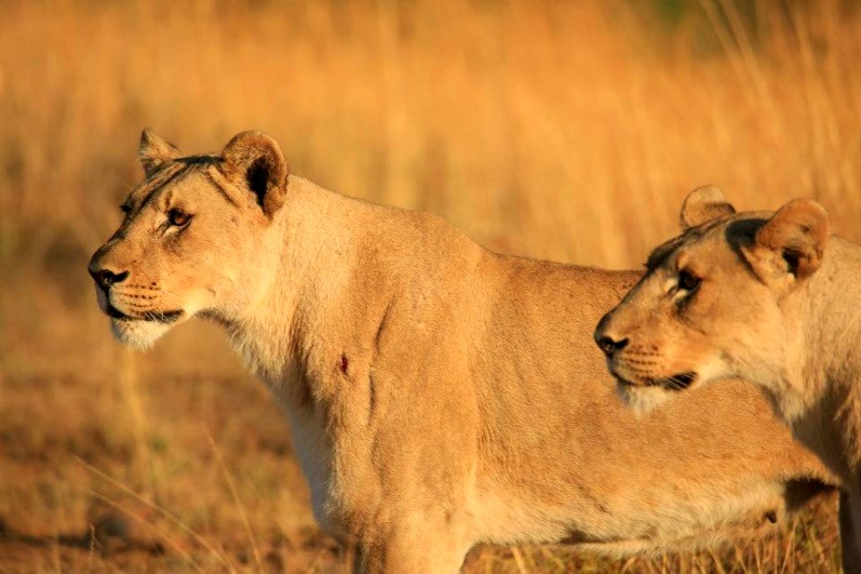 Two Leo (6)