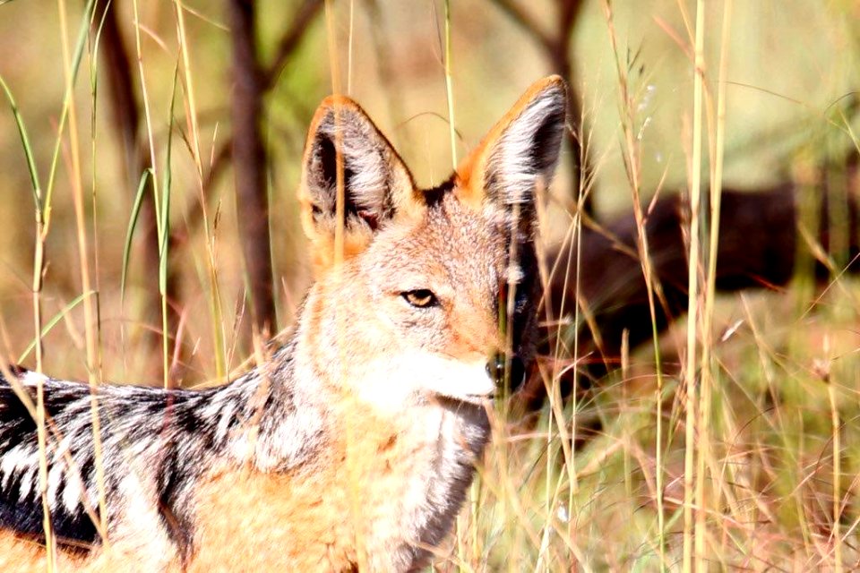 Black backed Jackal close up