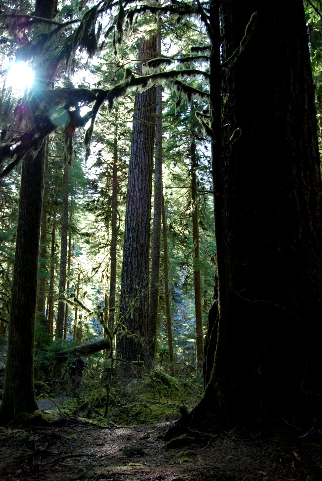 Sol Duc forest sunlight c bubar march 05 2015