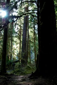 Sol Duc forest sunlight c bubar march 05 2015