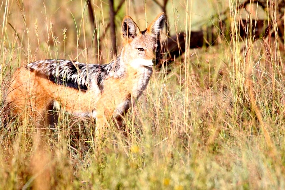 Black backed Jackal