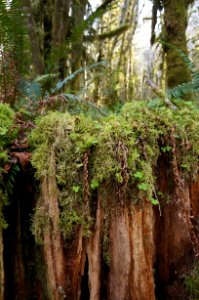mossy stump log quinault rainforest floor spring r mckenna march 2015