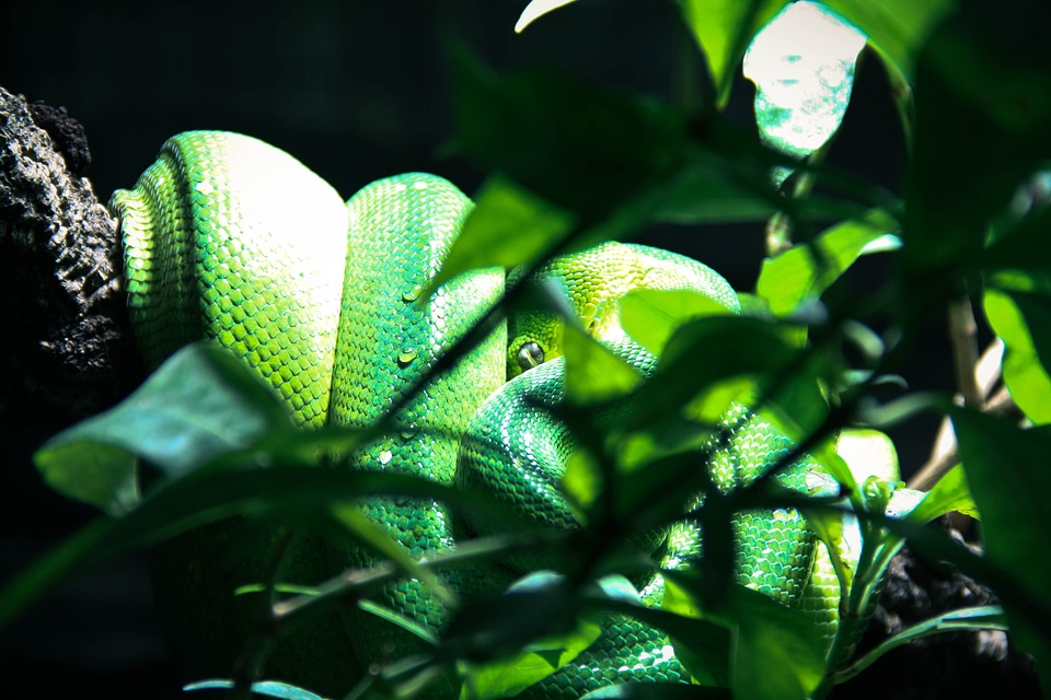 Snake terrarium green
