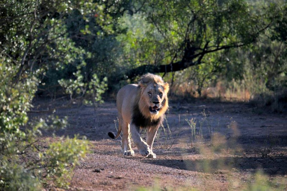 Lion 4