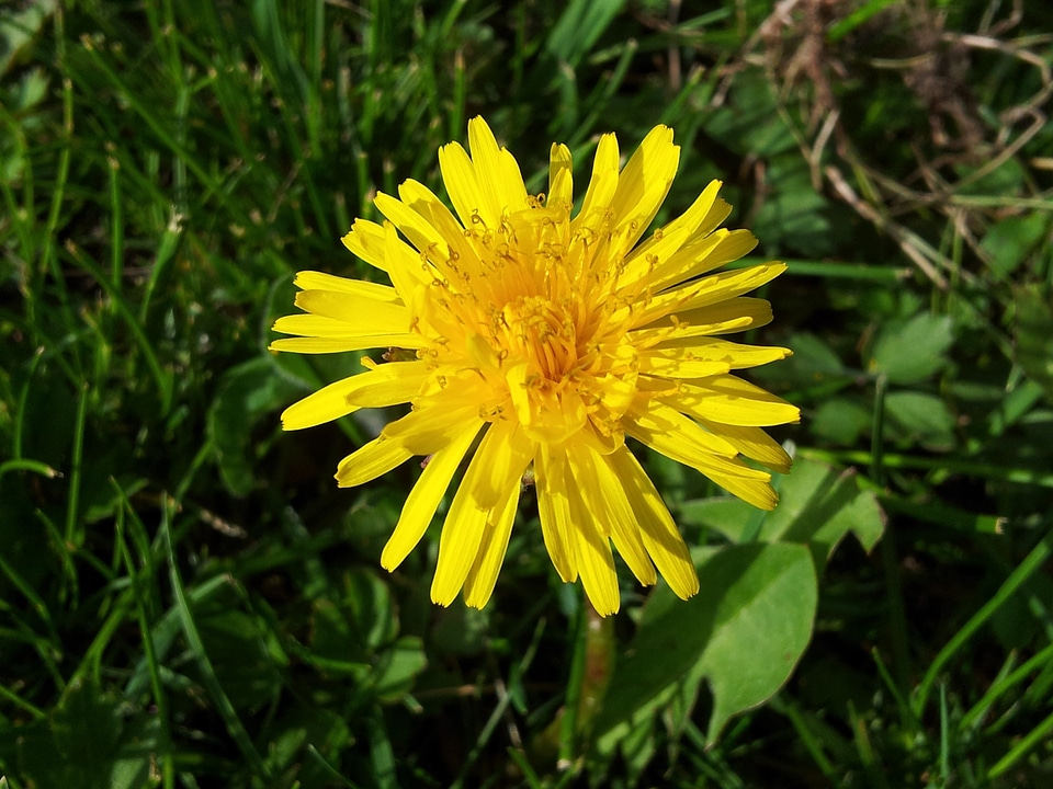 Grass spring dandelion