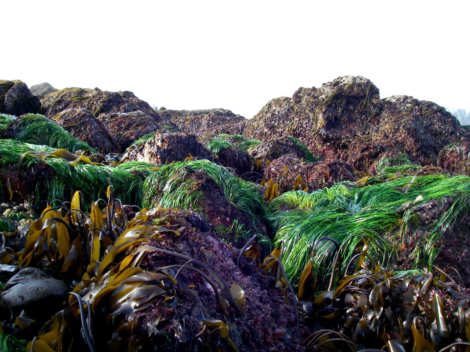 Intertidal plants coast seaweed kelp eelgrass NPS Photo