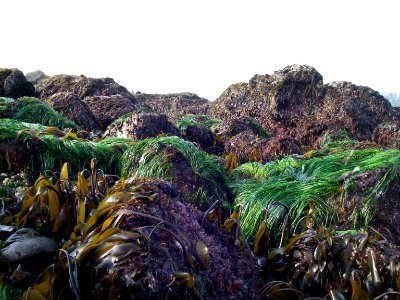 Intertidal plants coast seaweed kelp eelgrass NPS Photo