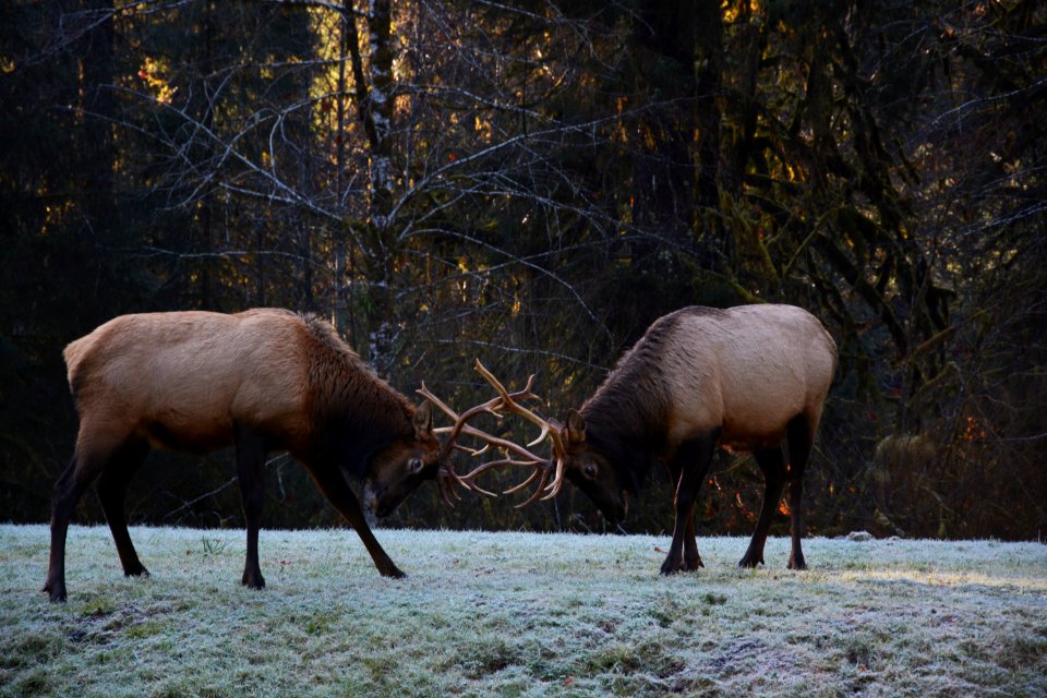 animals mammals male Elk Battle rut Hoh NPS Photo rainforest JP