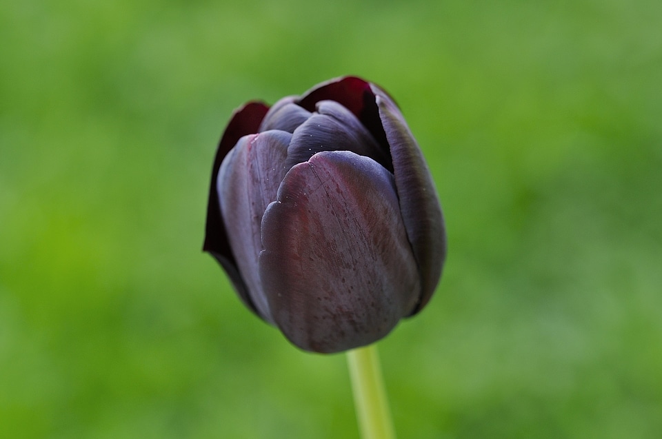 Bloom flower schnittblume