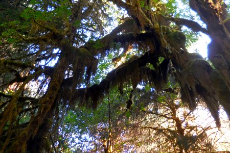 Hoh moss forest cbubar