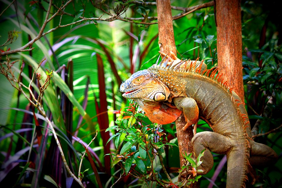 Iguana, San Carlos Alajuela