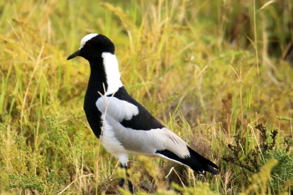 Blacksmith Lapwing