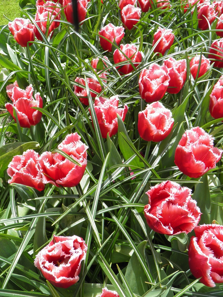 Nature flower garden