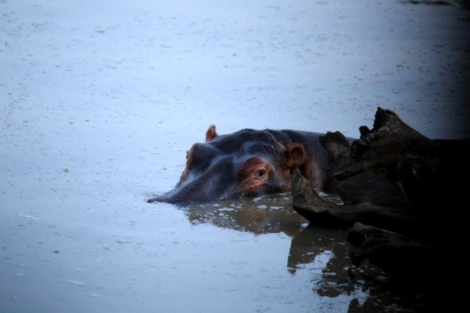 Mamy & Baby Hippo (1)