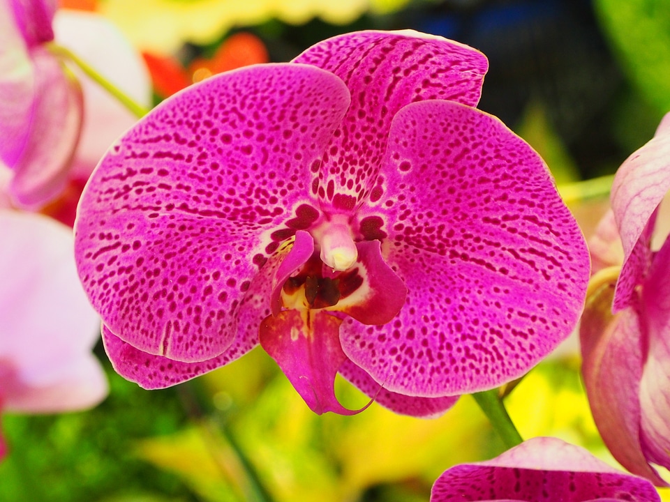Purple taipei flower market spot
