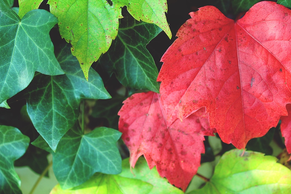 Autumn red leaf fall foliage