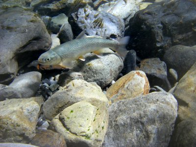 Lone Bull trout water rocks Elwha