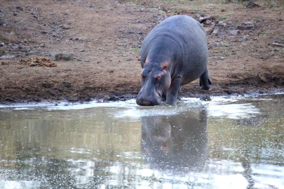 Hippo (5)