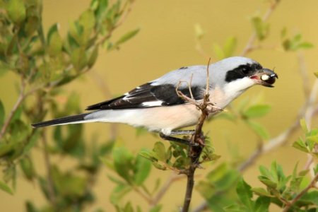 Red Backed Shrike
