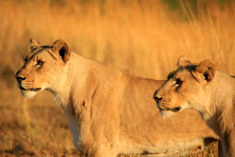 Two Leo (7)