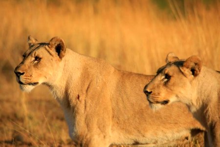 Two Leo (7)