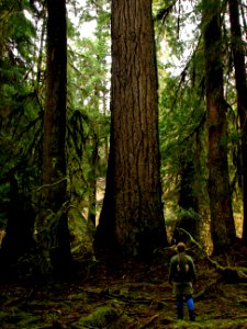douglas fir along e. fork quinault river trail