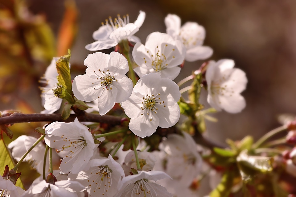 Flowers white evening light