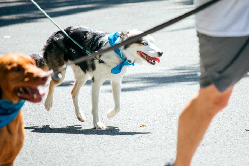 IschelleMartin-furry5k-253
