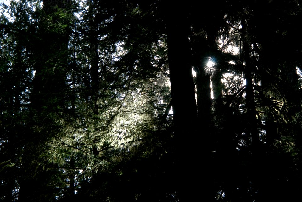 dense forest canopy quinault rainforest c bubar march 05 2015