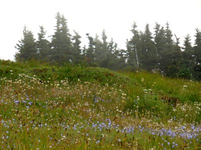 wildflowers meadows hills hurricane ridge c bubar july 2014