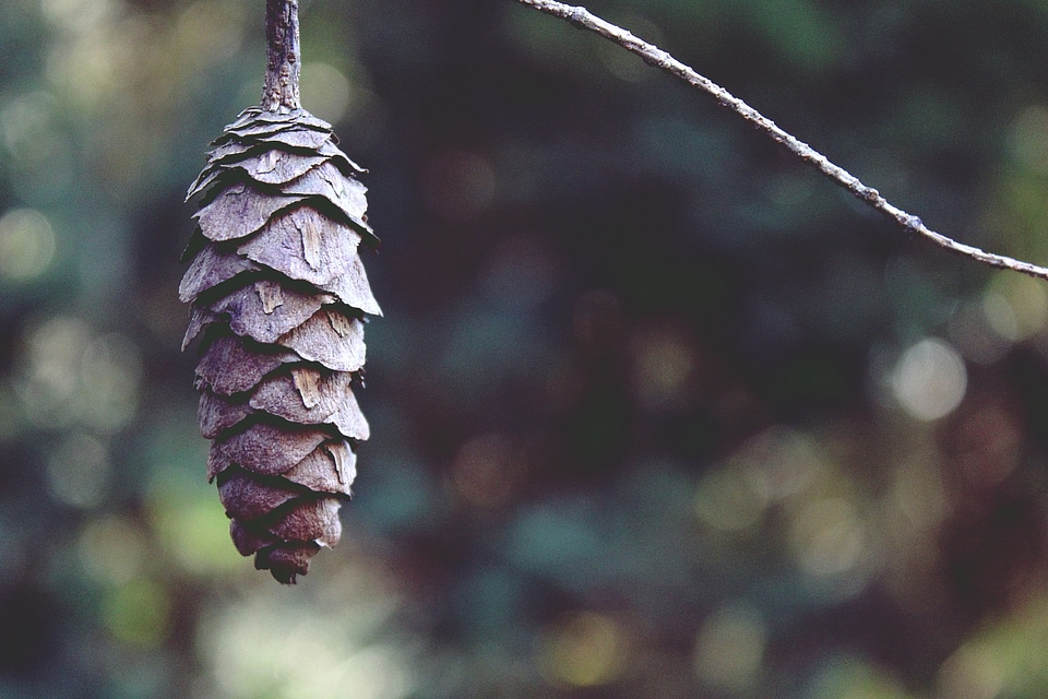 Conifer softwood close up