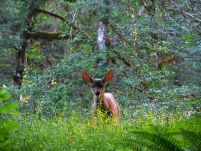 sol duc deer fawn forest cbubar 2015